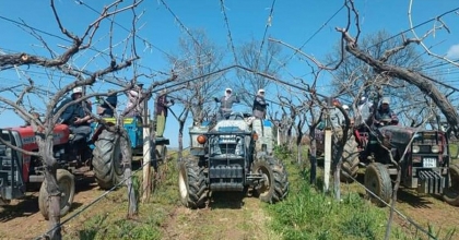 DÜNYACA ÜNLÜ ÜZÜMÜN YETİŞTİRİLDİĞİ BAĞLARDA HUMMALI ÇALIŞMA