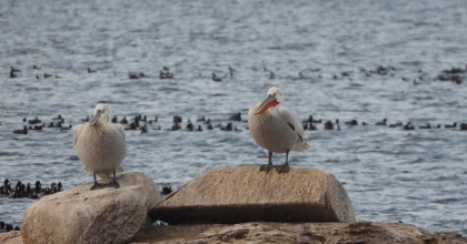 EGE'DE 81 TÜRDEN 157 BİN 503 ADET SU KUŞU SAYILDI