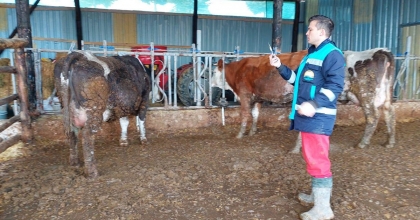 HİSARCIK’TA 5 BİN 500 BÜYÜKBAŞ HAYVANA ŞAP AŞISI YAPILACAK