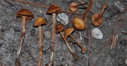 KEŞFEDİLEN ÖLÜMCÜL MANTARIN TÜRKİYE’DEKİ İLK KAYDI AYDIN’DA YAPILDI  