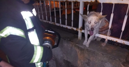 KORKULUK DEMİRİNE SIKIŞAN KÖPEK KURTARILDI