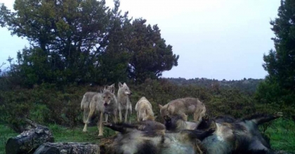 KURTLARIN VE AKBABALARIN BESLENDİKLERİ ANLAR FOTOKAPANA YANSIDI
