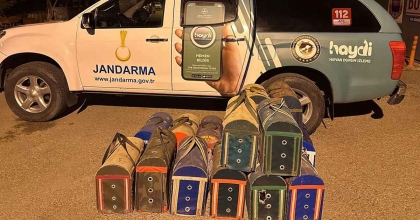 MANİSA'DA HOROZ DÖVÜŞÜNE SUÇÜSTÜ 