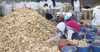 PATATES İŞÇİSİ KADINLAR 8 MART'I İŞLERİNİN BAŞINDA GEÇİRDİ