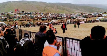 SARIGÖL'DE DEVE GÜREŞLERİ DÜZENLENECEK  