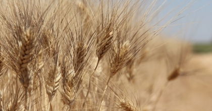 TAHILDA YETERLİ ÜRETİM YOK