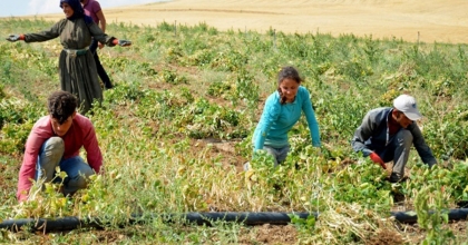 TARIM İŞÇİLERİNİN ÜCRETLERİ YÜZDE 115 ARTTI