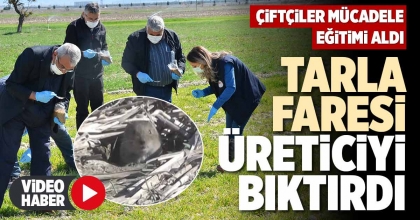 TARLA FARESİ ÜRETİCİYİ BIKTIRDI