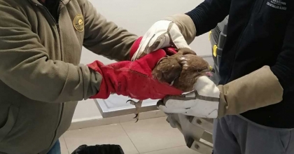 YARALI ŞAHİN TEDAVİYE ALINDI