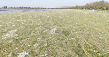 İZMİR ÇAKALBURNU DALYANI’NDA DENİZ MARULU TEHDİDİ 