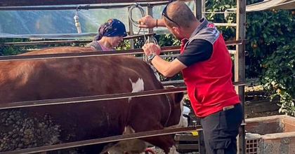 EKŞİLİYURT'TA BÜYÜKBAŞ HAYVANLAR ŞAP AŞISIYLA KORUMA ALTINDA   