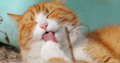 EVCİL HAYVAN SAHİBİ OLMAK KALBE İYİ GELİYOR