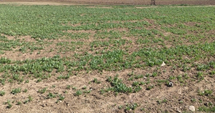 835 BİN 750 KÖK İZİNSİZ HAŞHAŞ EKEN 4 KİŞİ JANDARMA TARAFINDAN YAKALANDI