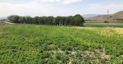 AFYONKARAHİSAR’DA İZİNSİZ HAŞHAŞ EKTİLER  