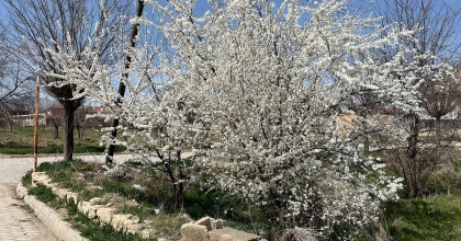 AĞAÇLAR BAHARIN MÜJDECİSİ OLARAK RENGARENK ÇİÇEK AÇTI