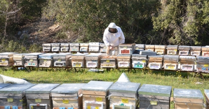 ARICILAR YENİ SEZONA HAZIRLANIYOR  