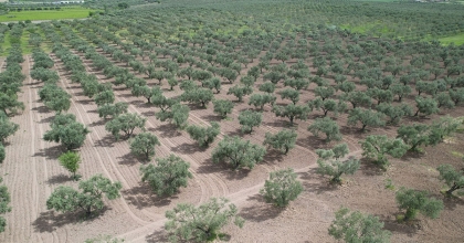 AŞIRI YAĞIŞ ZEYTİNİ VURDU