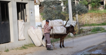 AKARYAKIT ZAMLARI, AT, EŞEK VE KATIRLARI KIYMETLİ KILMAYA DEVAM EDİYOR