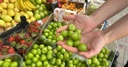 MARMARİS'TE ERİK 500 LİRADAN SATILIYOR