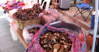 KUZUGÖBEĞİ MANTARI 1500 TL’DEN SATILDI   