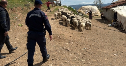 KAYBOLAN 55 KÜÇÜKBAŞ HAYVANI JANDARMA BULDU   
