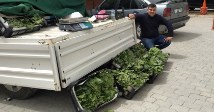 HİSARCIK’TA ASMA YAPRAĞI RAĞBET GÖRÜYOR   