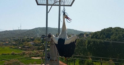 BOYNUNA İP DOLANAN LEYLEK, BOĞULMAKTAN SON ANDA KURTARILDI