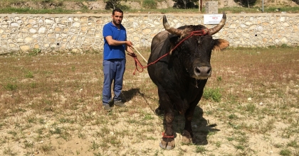 ÇAMKÖY’DE BOĞA GÜREŞİ YAPILACAK  