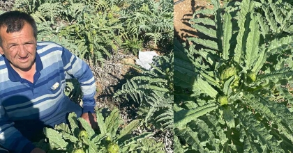 ÇANAK ENGİNAR ÜRETİMİNİN YENİ ALTERNATİFİ OLDU