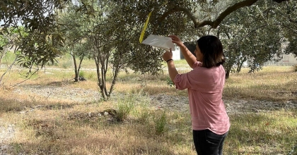 ÇİFTÇİLERE ZEYTİN GÜVESİ UYARISI  