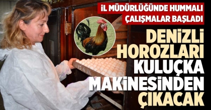DENİZLİ HOROZLARI KULUÇKA MAKİNESİNDEN ÇIKACAK