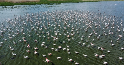 FLAMİNGOLAR BU YIL DA EBER GÖLÜ’NDE GEÇİCİ OLARAK KONAKLADI