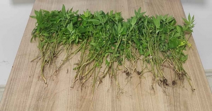 KOVA İÇERİSİNE EKİLİ VAZİYETTE 119 KÖK HİNT KENEVİRİ ELE GEÇİRİLDİ  