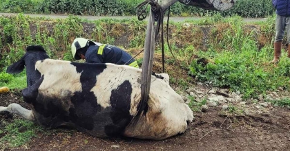KURUTMA KANALINA DÜŞEN İNEĞİ İTFAİYE KURTARDI  