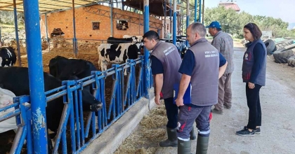 KUYUCAK'TA DAMIZLIK SIĞIR İTHALATI İŞLETMELERİ DENETLENDİ  