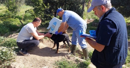 KUYUCAK'TA KEDİ VE KÖPEKLERE KUDUZ AŞISI YAPILDI