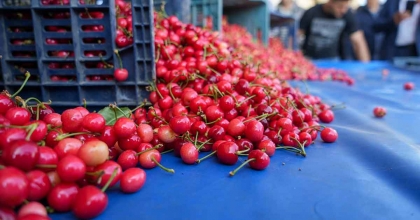 KUZEY YARIMKÜRENİN İLK KİRAZI HASAT EDİLDİ  