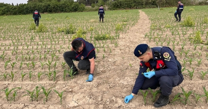 MANİSA’DA MISIR TARLASINA EKİLEN KENEVİRLER ELE GEÇİRİLDİ