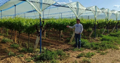 MANİSA'NIN DÜNYACA ÜNLÜ ÜZÜM BAĞLARI ÖRTÜYLE KORUMA ALTINA ALINIYOR