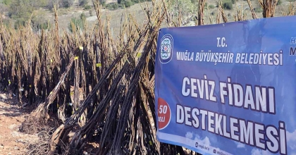 MEYVE FİDANI DAĞITIMI DEVAM EDİYOR
