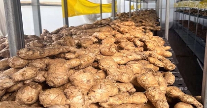 MUĞLA’DA ZERDEÇAL VE ZENCEFİL ÜRETİMİNE BÜYÜK İLGİ  