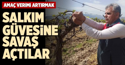 SALKIM GÜVESİNE SAVAŞ AÇTILAR