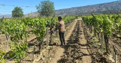 SARIGÖL'DE ÜZÜM ÜRETİCİLERİNE FEROMON TELİ VE KAPSÜL HATIRLATMASI