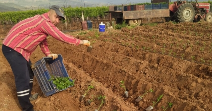 SEBZE FİDELERİ TOPRAKLA BULUŞUYOR