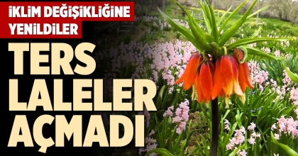 TERS LALELER AÇMADI