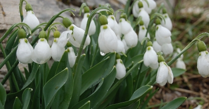 TOROSLAR'IN NAZLI BİTKİSİ KARDELENLER KENDİNİ GÖSTERDİ