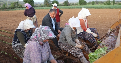 TÜTÜN AMBARI DENİZLİ'DE FİDELER TOPRAKLA BULUŞTU