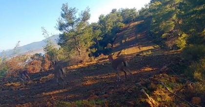 YABAN HAYVANLARI FOTOKAPANA YAKALANDI  