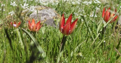 YILDA BİR KEZ AÇAN BU LALELERİ KOPARMANIN CEZASI 387 BİN LİRA