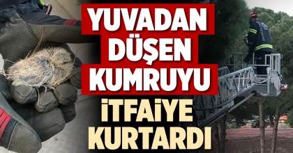 YUVADAN DÜŞEN KUMRUYU İTFAİYE KURTARDI
